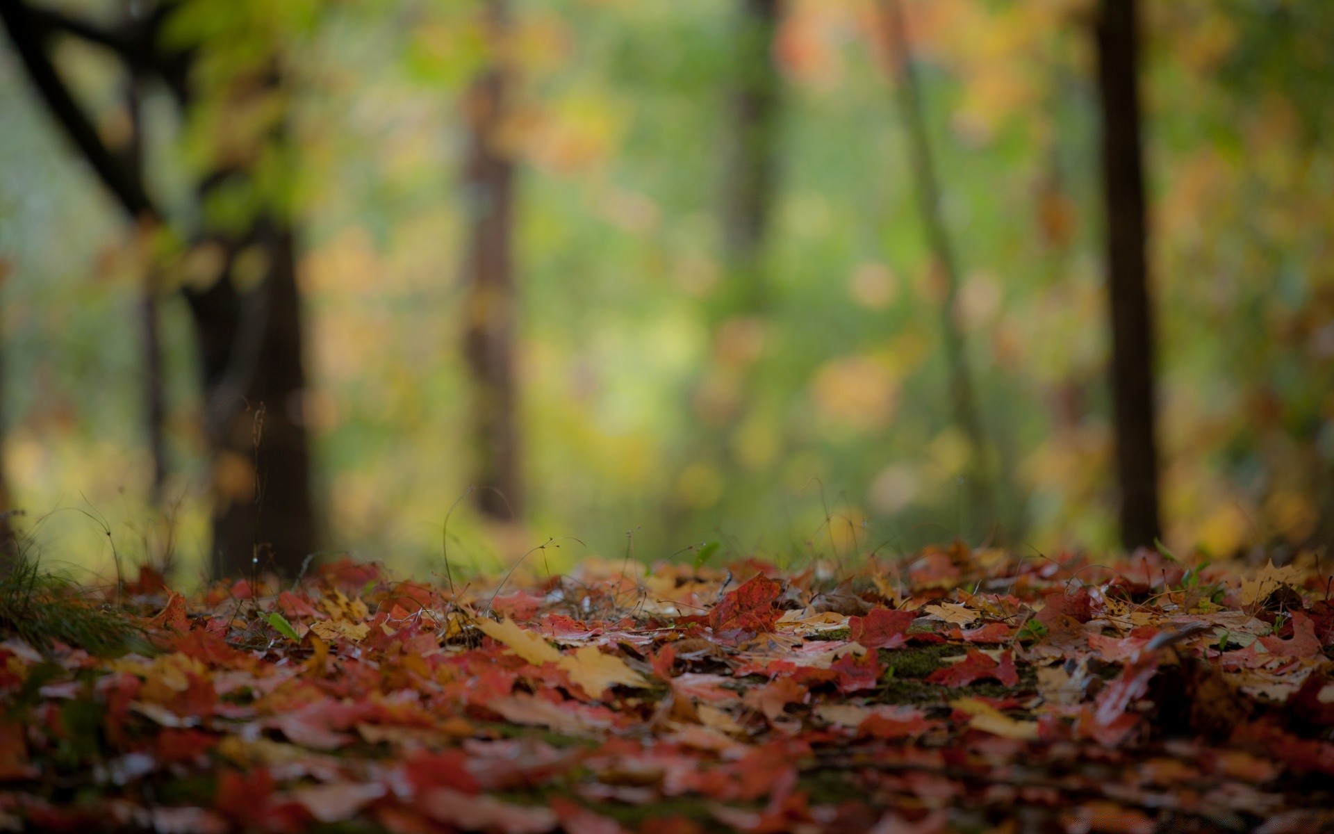 automne automne feuille bois arbre nature saison paysage parc environnement bureau flore couleur croissance érable à l extérieur texture lumière branche jardin