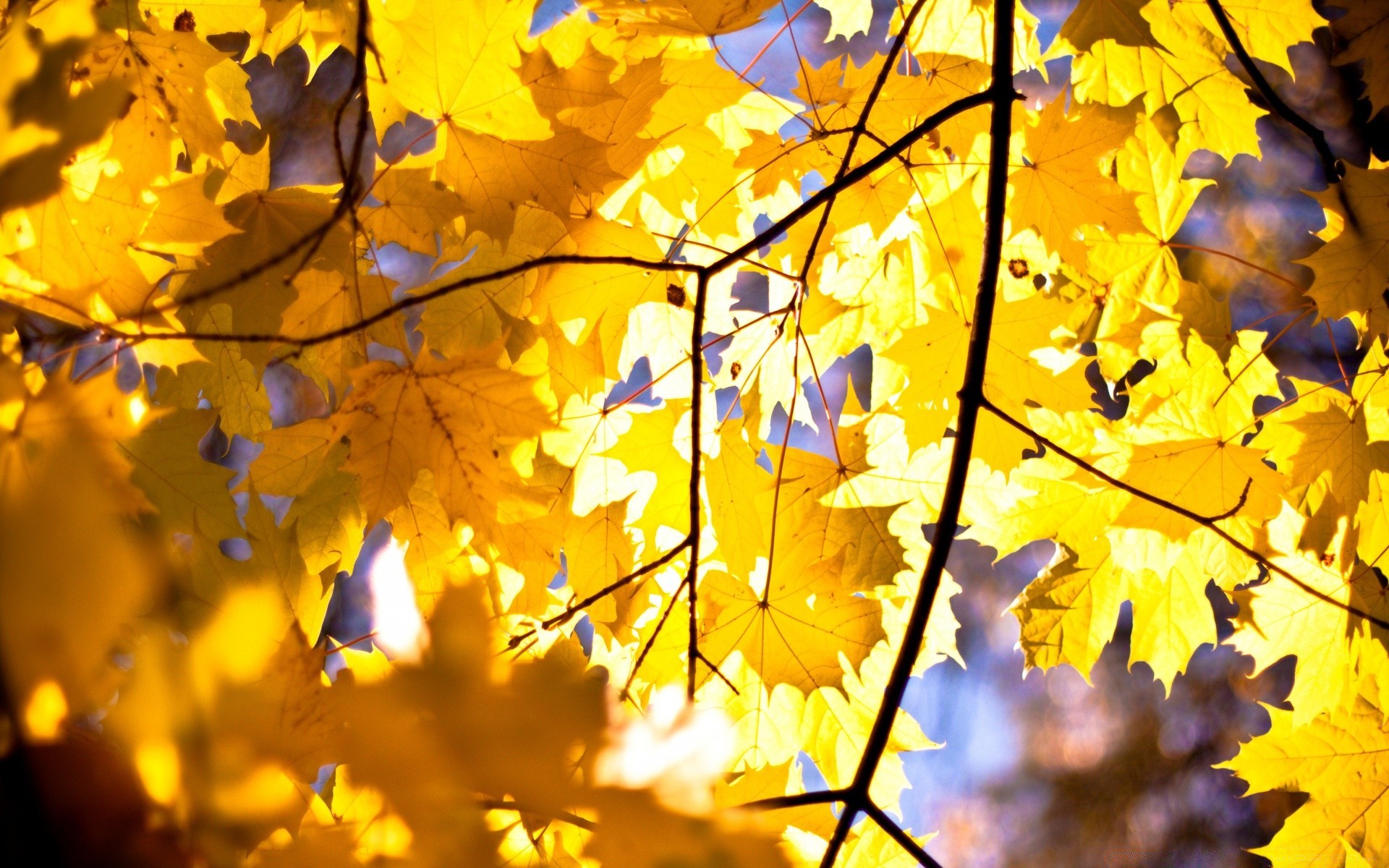 automne automne feuille érable or saison lumineux arbre flore couleur nature branche lumineux parc bureau beau temps en plein air