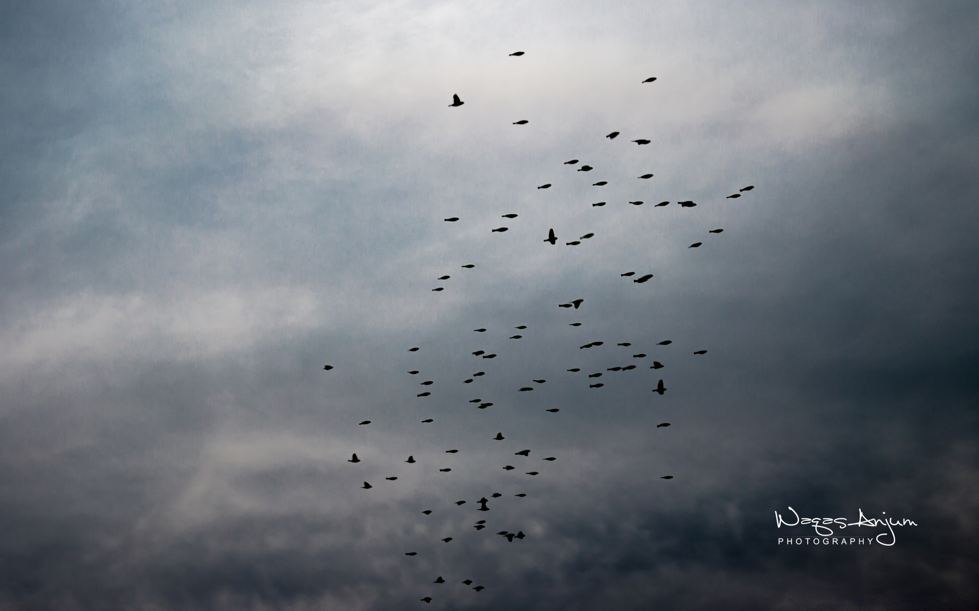 autumn bird sky nature outdoors wildlife goose winter water sun freedom