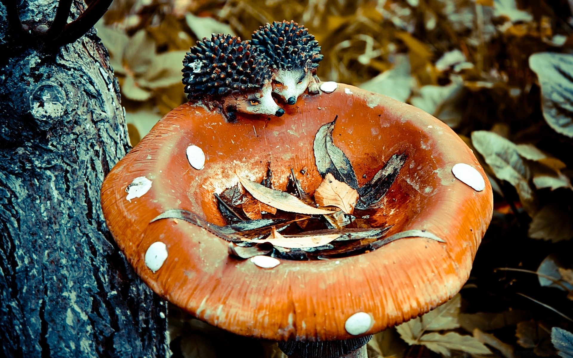 otoño hongo comida hongo madera invertebrados grupo otoño peces