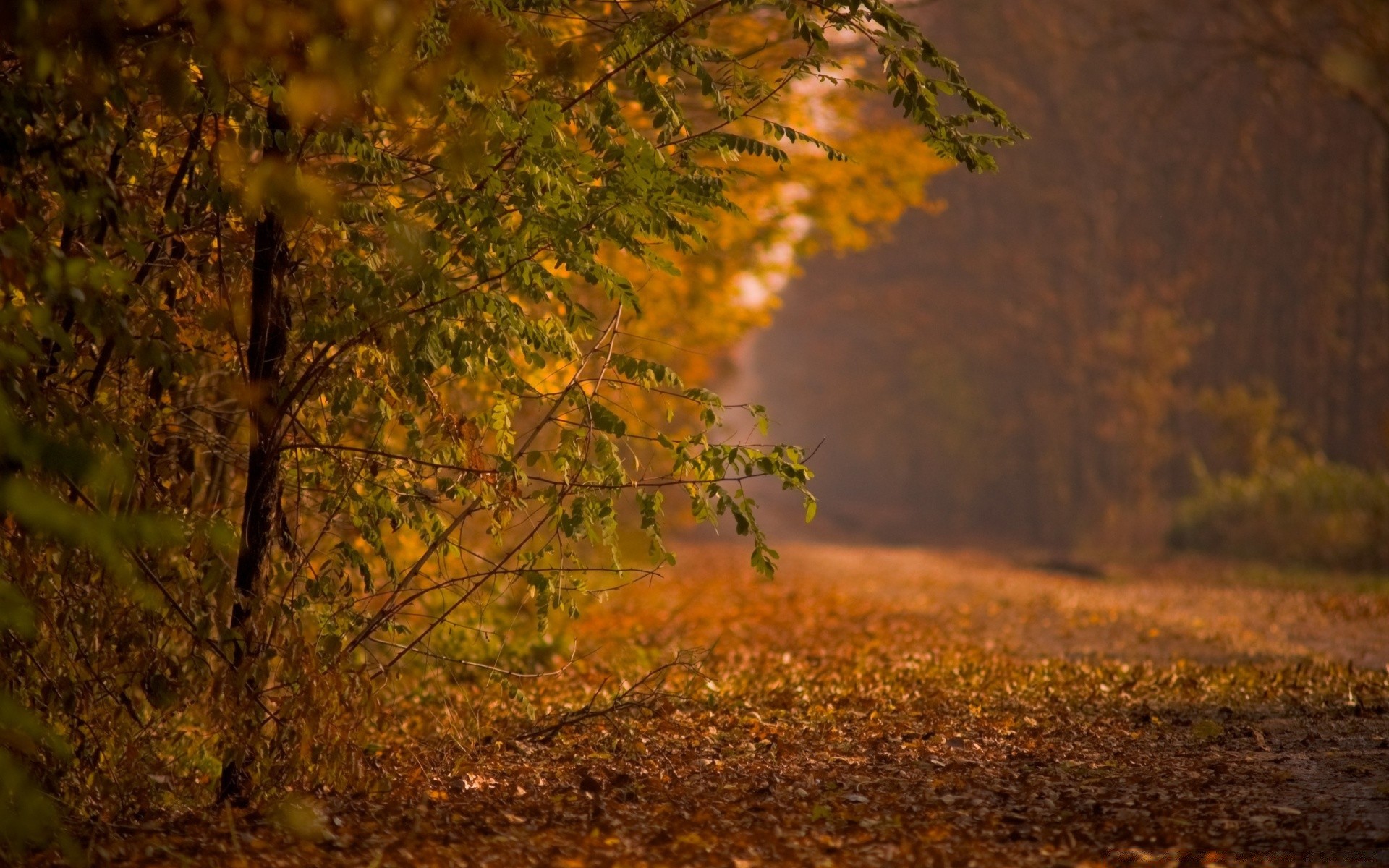 autumn fall tree leaf wood landscape nature outdoors dawn light daylight backlit park gold fair weather sun fog season environment color