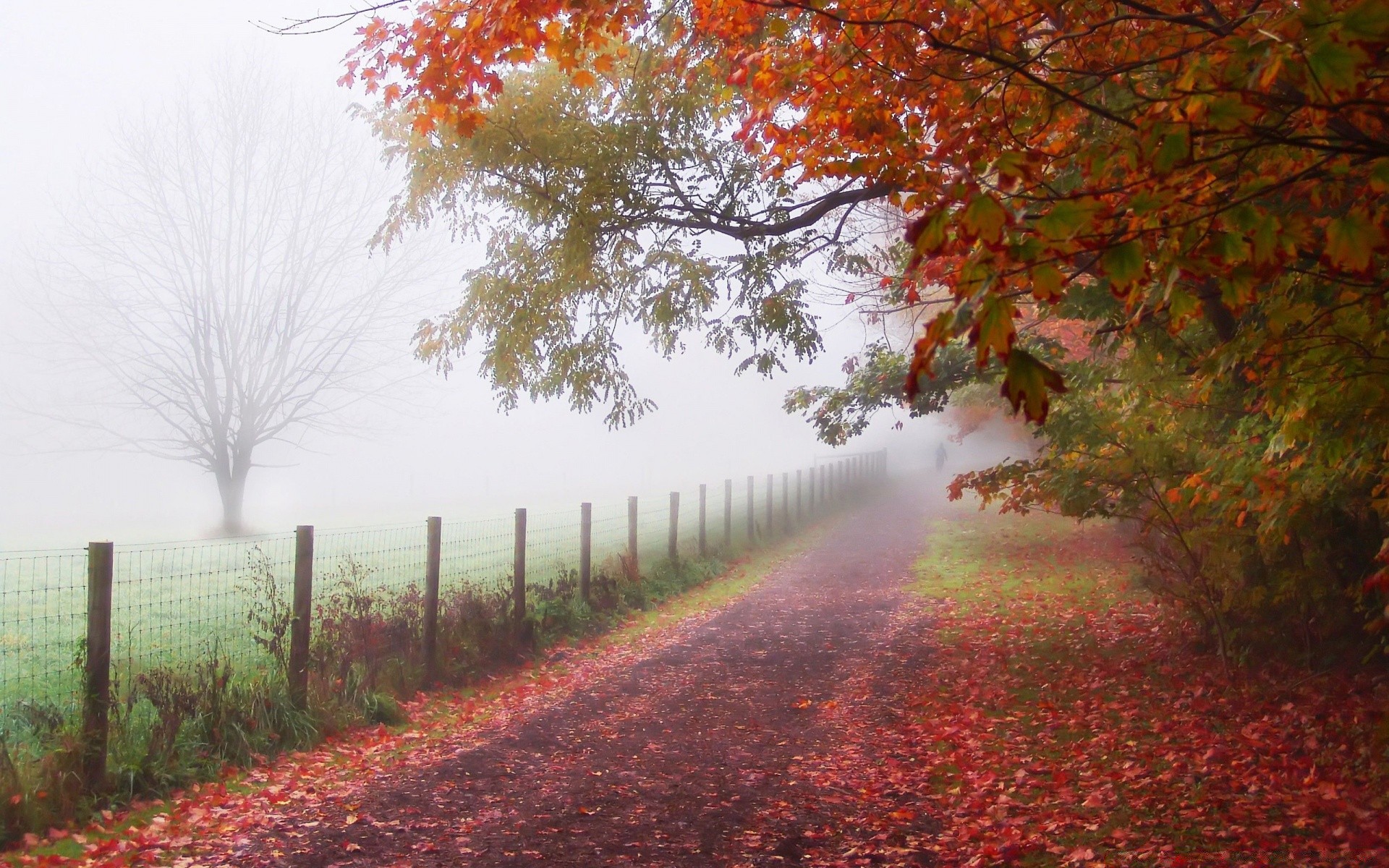 autumn fall tree leaf landscape nature wood season fog park road outdoors maple dawn countryside scenic mist rural branch bright