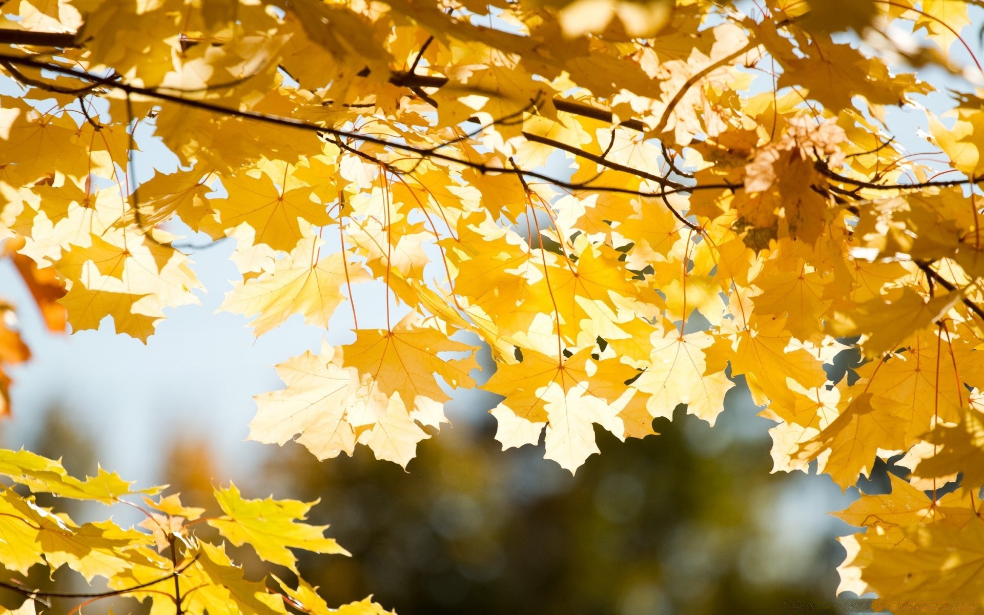 autumn leaf fall season maple tree branch gold nature flora bright color park outdoors vibrant desktop change close-up fair weather wood