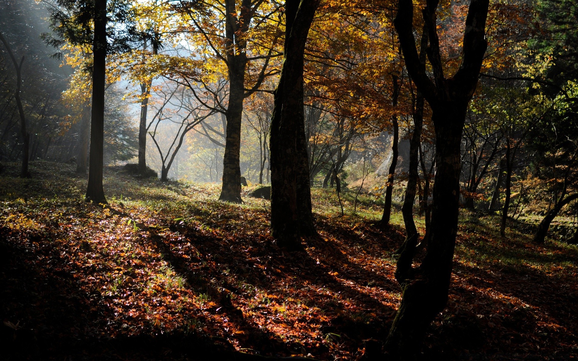 autumn fall tree wood leaf landscape park nature dawn fair weather environment guidance season sun outdoors lush scenic branch mist road