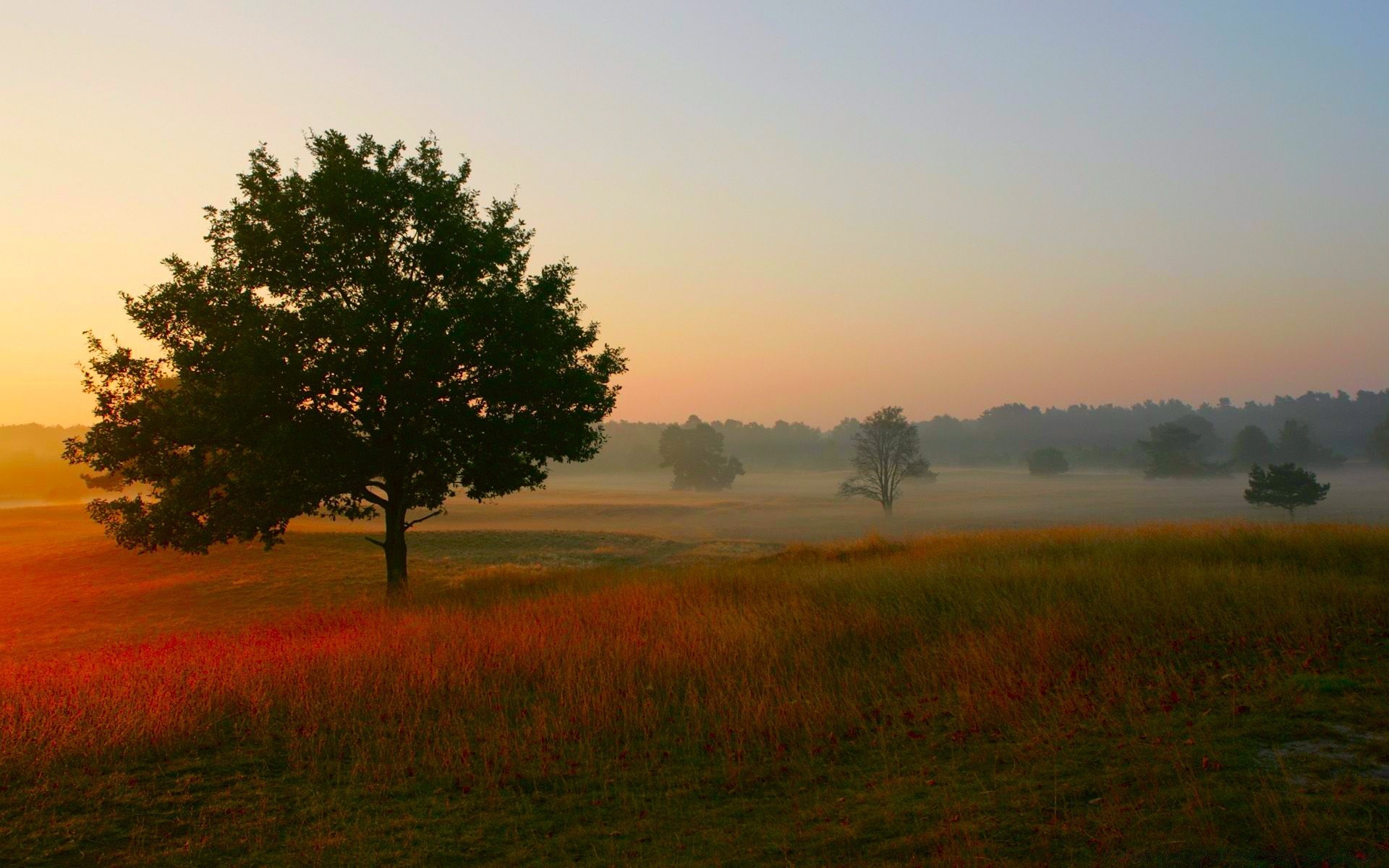 otoño paisaje amanecer árbol puesta de sol sol niebla noche naturaleza otoño campo cielo iluminado campo luz hierba niebla al aire libre buen tiempo anochecer