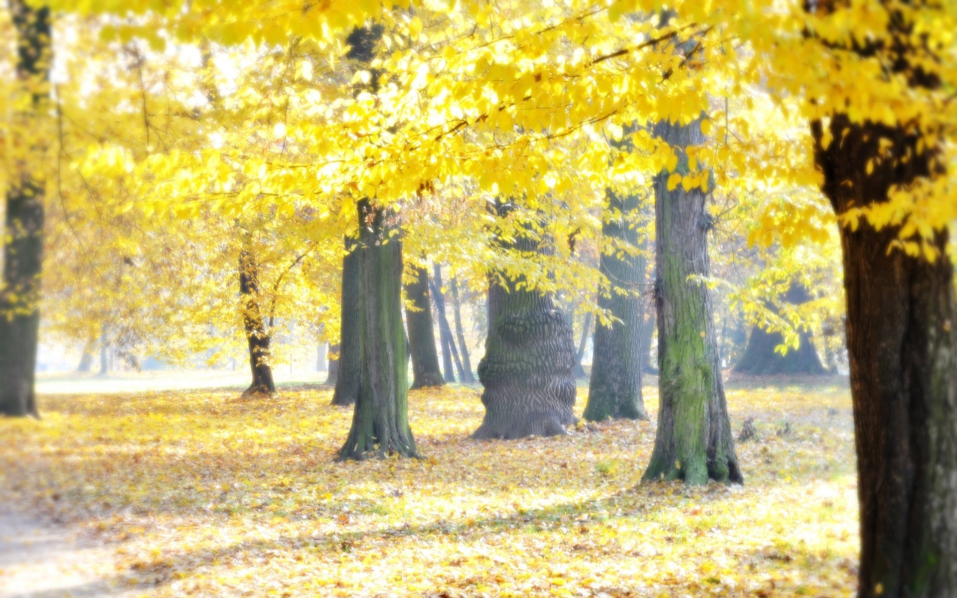 autumn fall leaf wood tree park maple season nature landscape guidance fair weather mist branch scenery sun scenic countryside rural gold bright