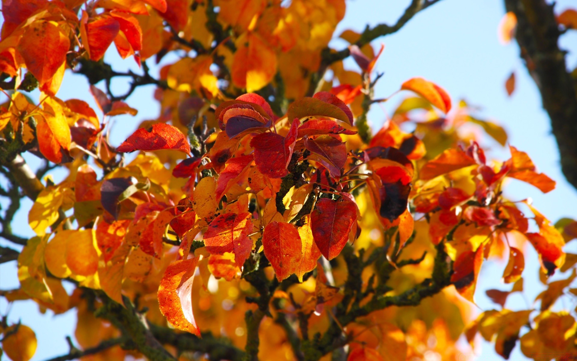 autunno foglia natura autunno albero ramo all aperto stagione luminoso flora bel tempo colore fiore parco close-up giardino estate sole