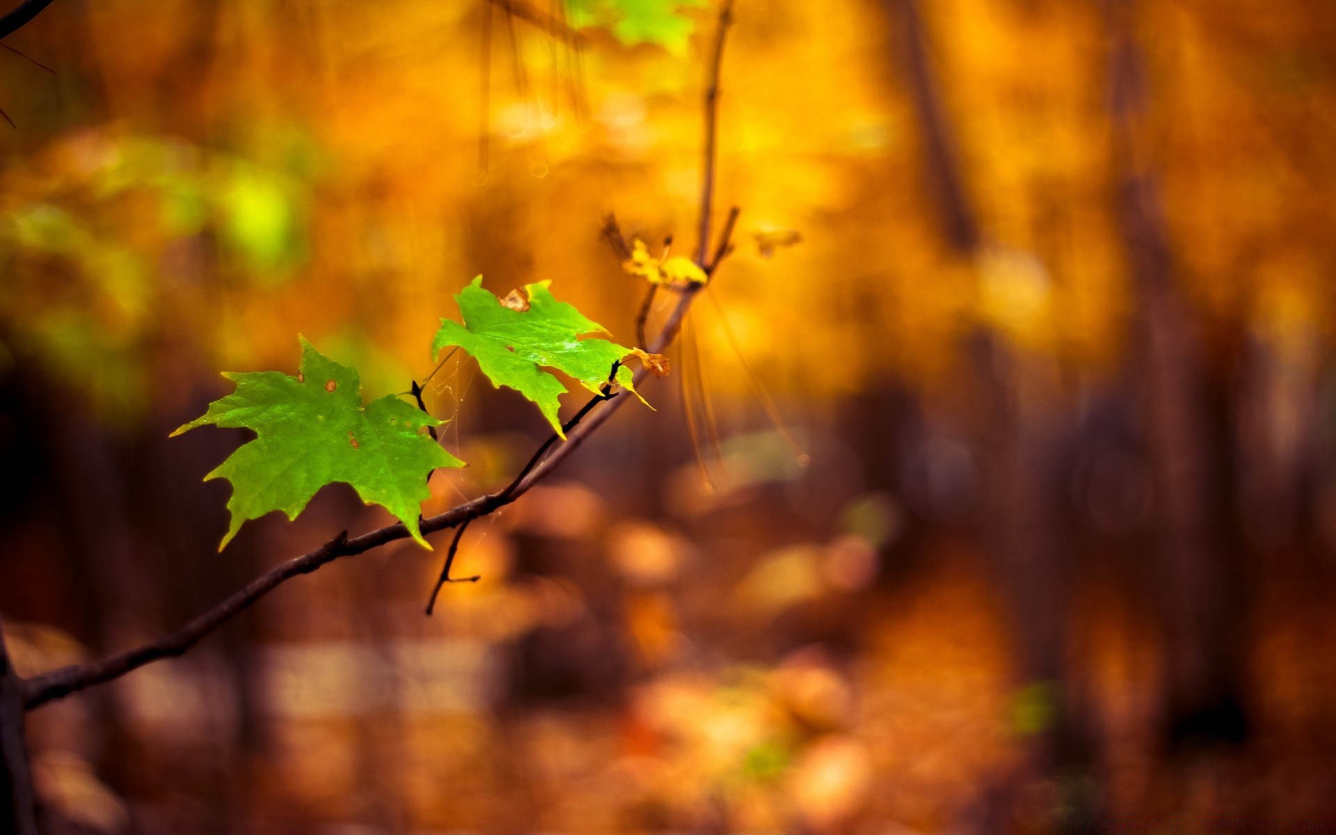 autunno autunno foglia albero natura all aperto acero stagione legno colore luminoso bel tempo sole flora crescita luce ramo sfocatura oro