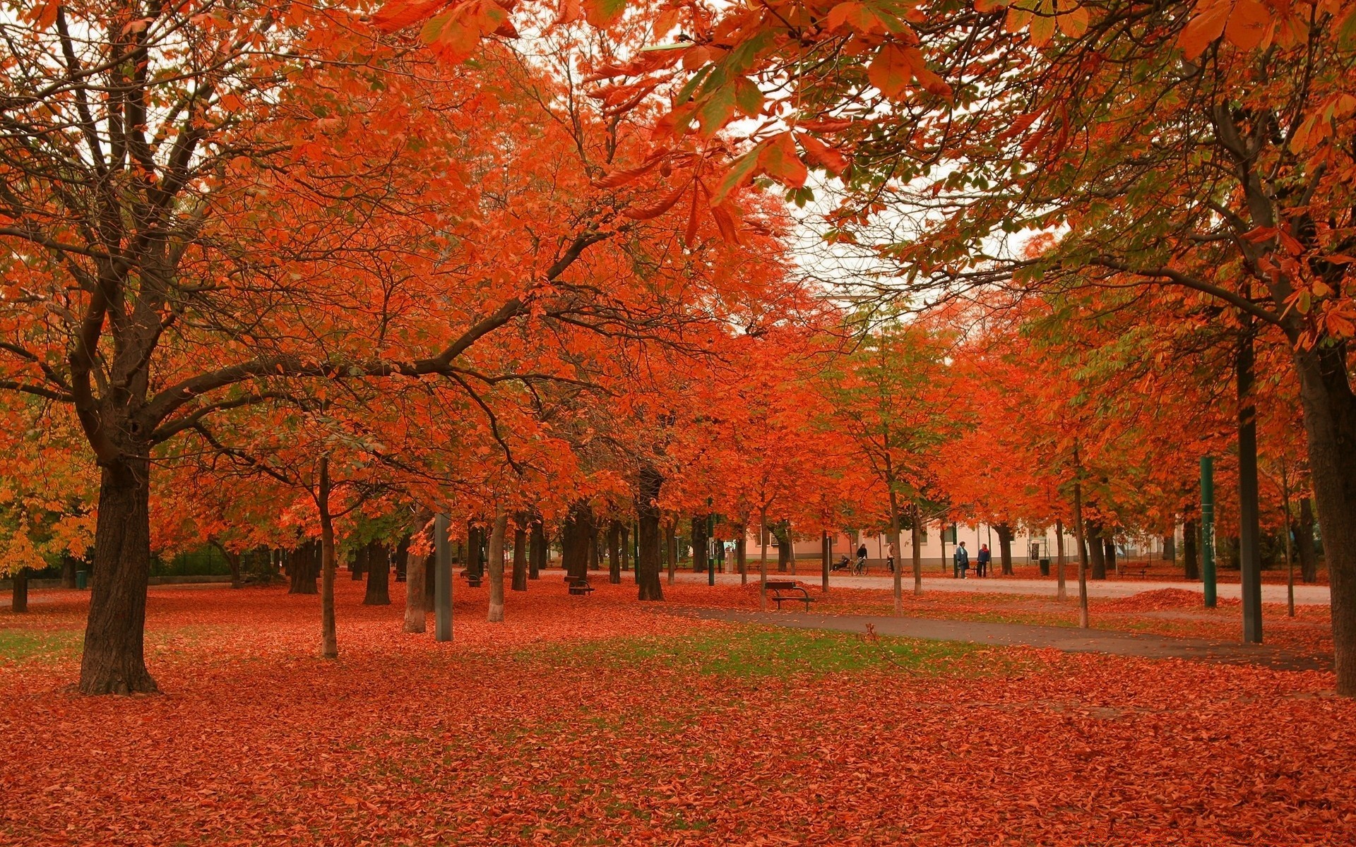 autumn fall tree leaf landscape park maple season scenic nature wood outdoors scenery branch color