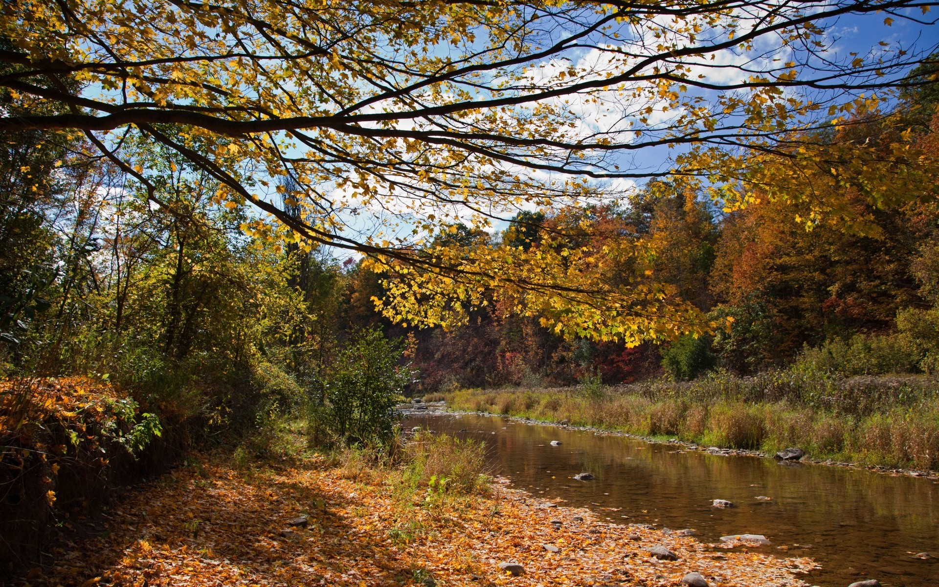 autunno autunno albero paesaggio natura foglia legno stagione all aperto scenic parco fiume acero acqua ambiente paesaggio campagna bel tempo ramo