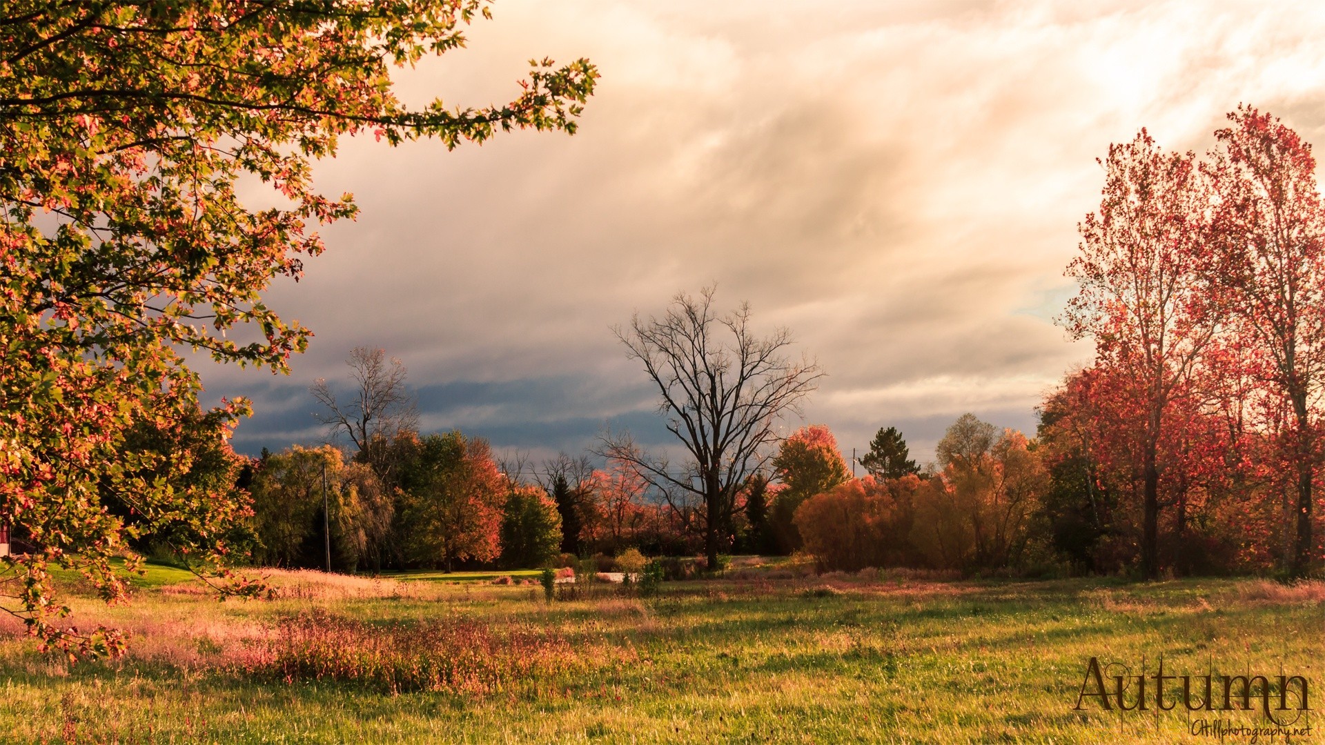 autumn fall nature rural landscape countryside tree dawn outdoors leaf fair weather sun grass bright wood season