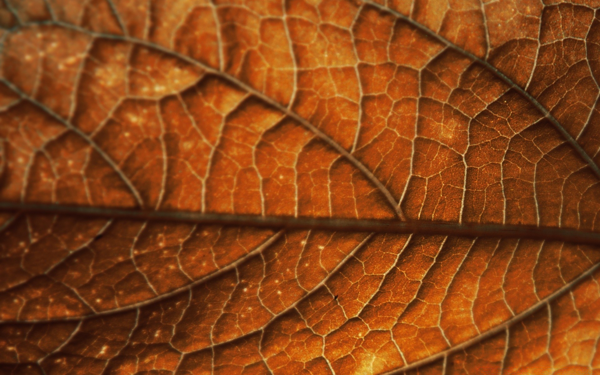 autumn desktop texture pattern close-up nature leaf abstract construction color flora surface close design background fabric rough wallpaper old tree