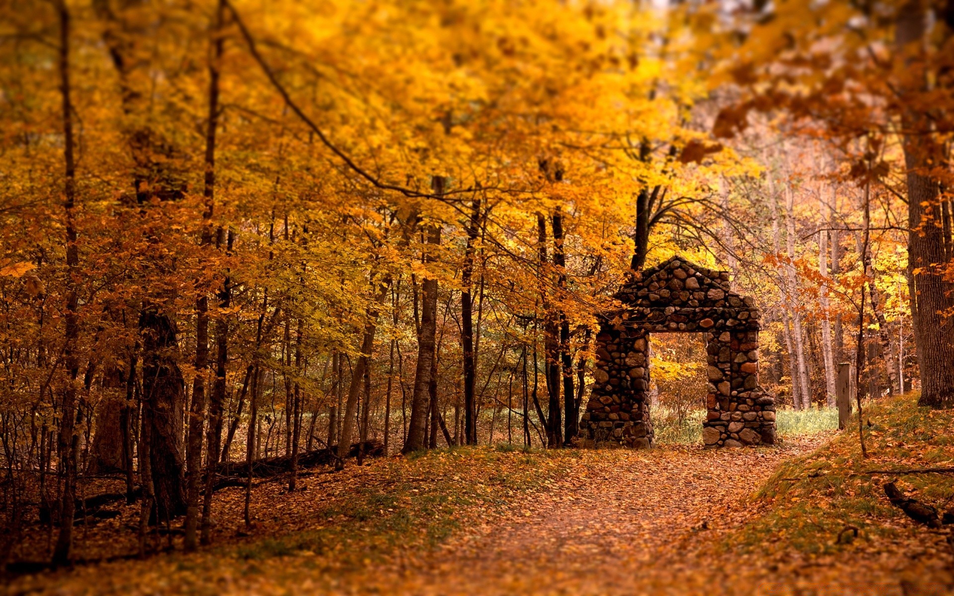 autumn fall tree wood leaf landscape park season road nature scenic dawn guidance gold maple branch outdoors fair weather light