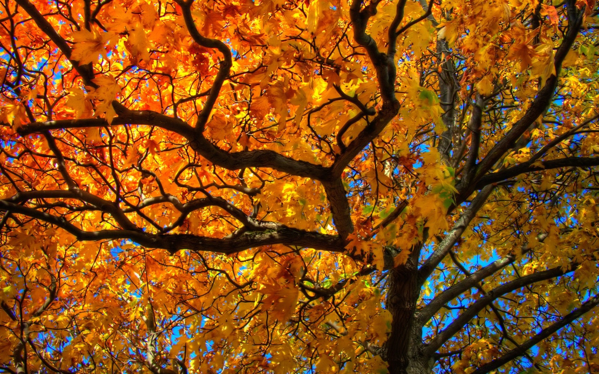 autumn fall leaf maple tree season gold branch bright nature landscape wood change fair weather park scenic color sun