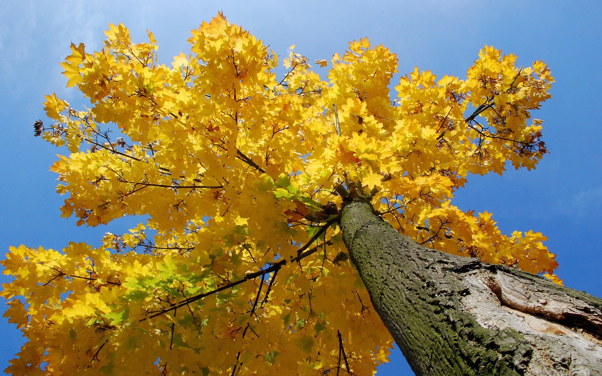 autumn tree leaf fall nature season branch outdoors wood color fair weather flora daylight park maple bright gold