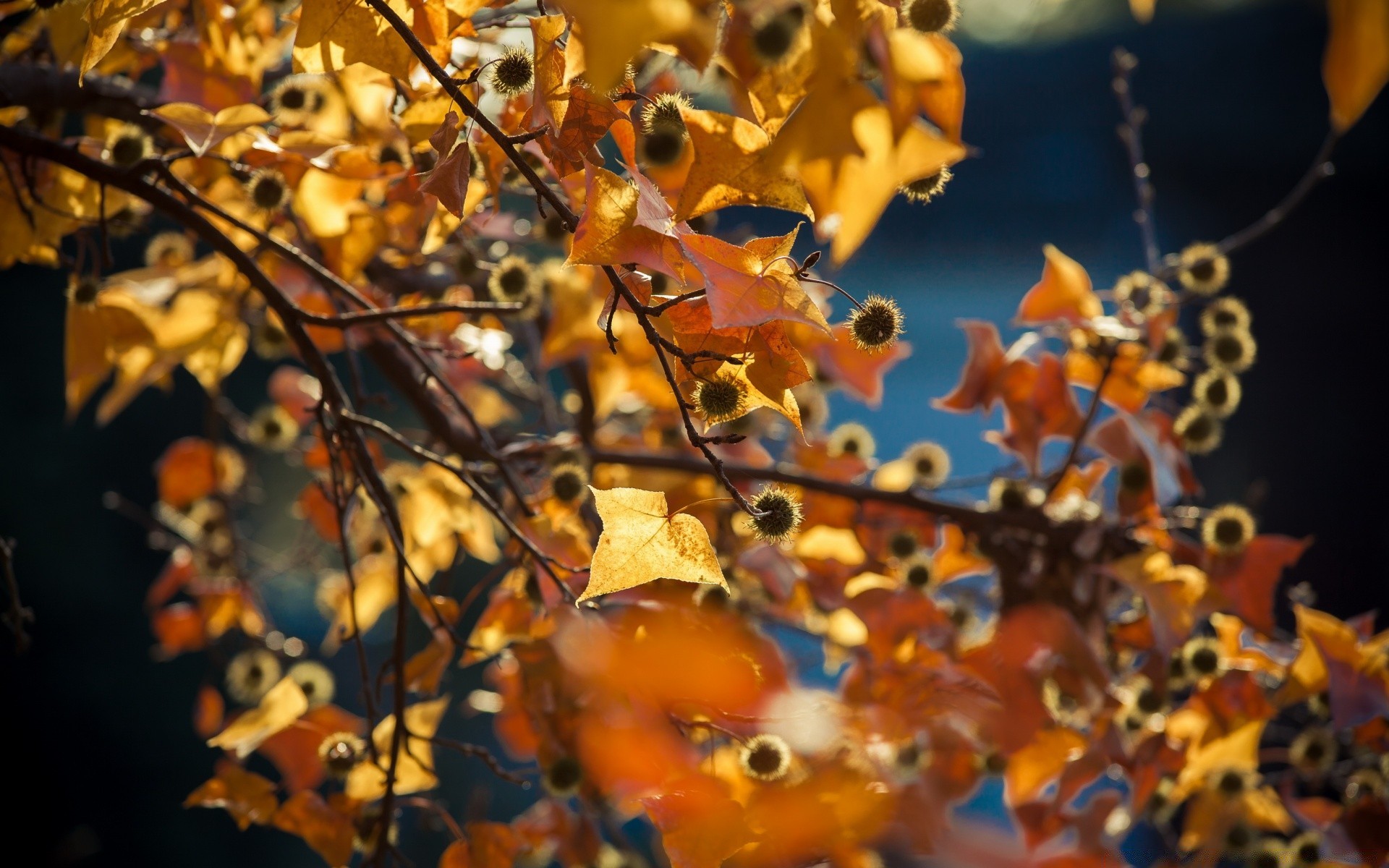 autumn fall leaf tree desktop color nature season gold bright outdoors