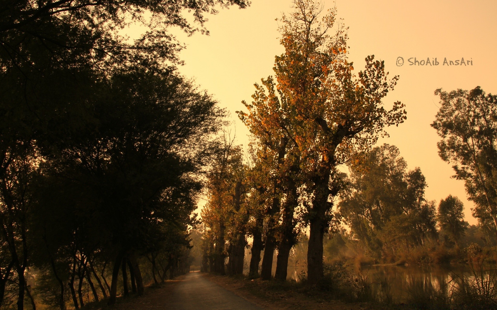 automne arbre bois paysage à l extérieur aube nature brouillard beau temps feuille soleil campagne hiver branche automne brouillard un météo