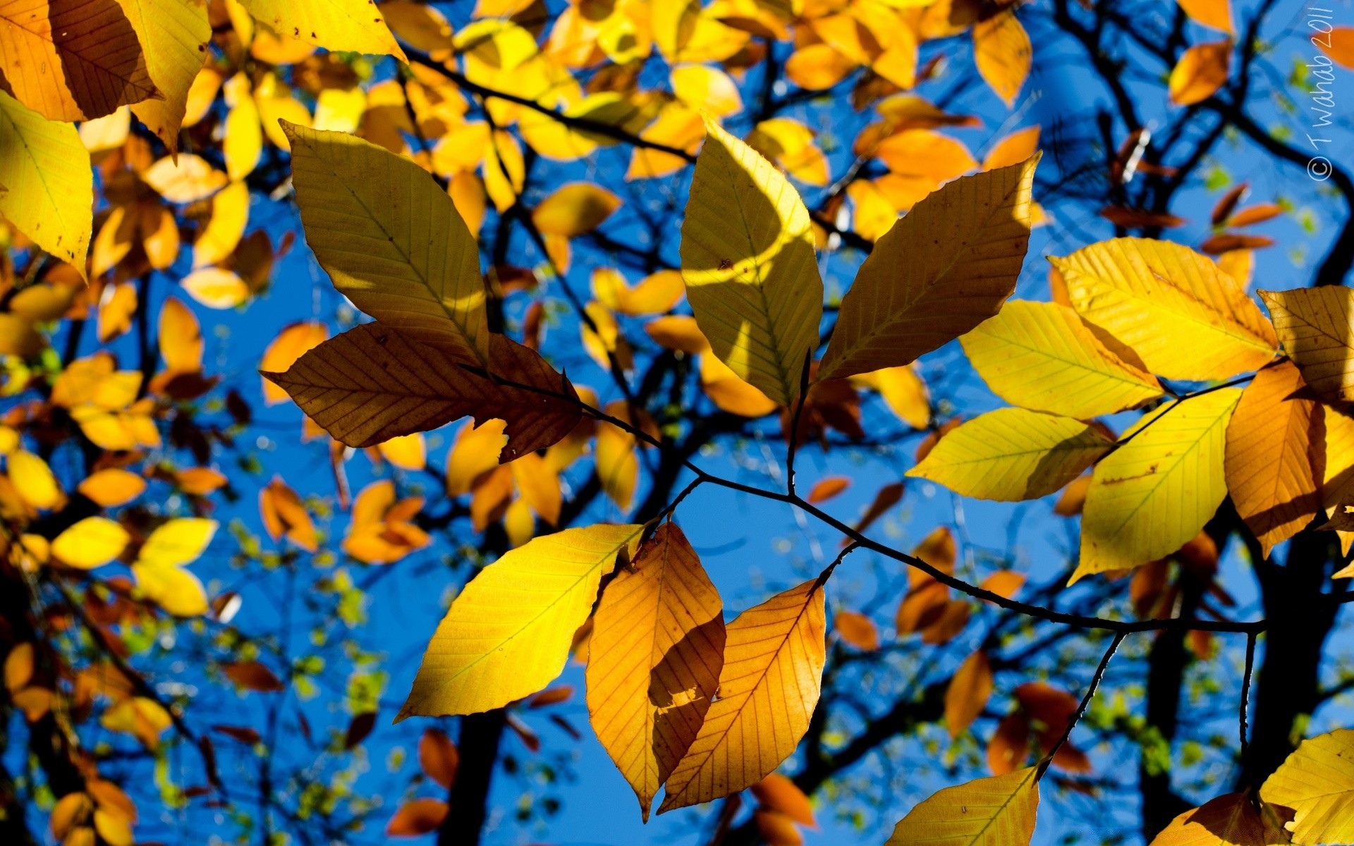 automne feuille automne en plein air lumineux arbre nature saison érable flore bois branche parc beau temps couleur luxuriante croissance lumière changement