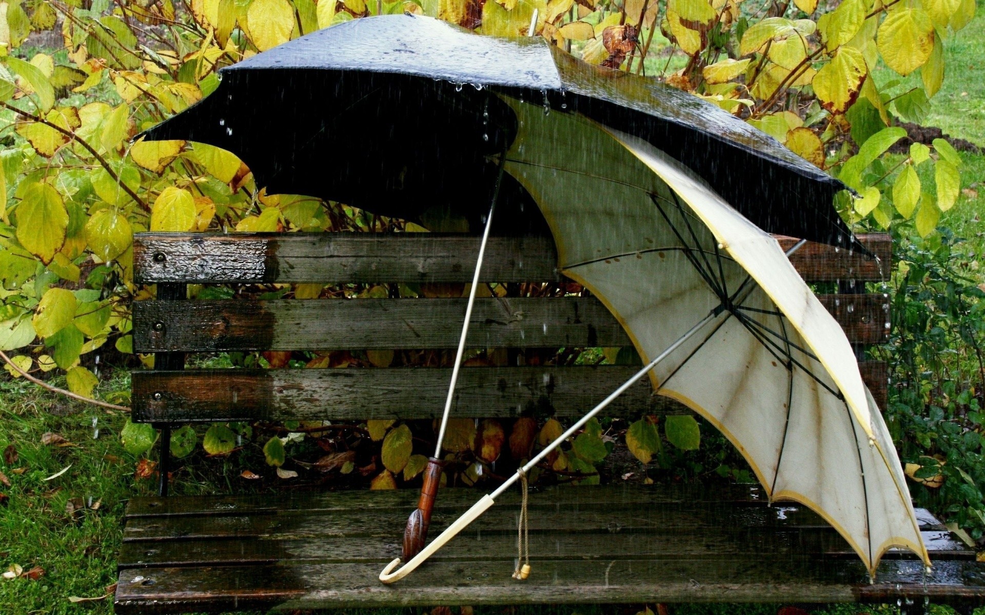 automne bois nature en plein air automne pluie feuille parapluie bois alimentaire