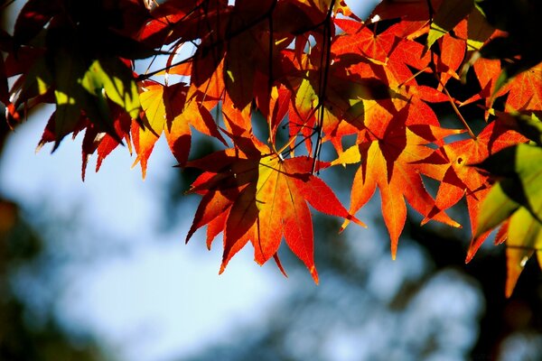 Herbstzeit auf einem Foto