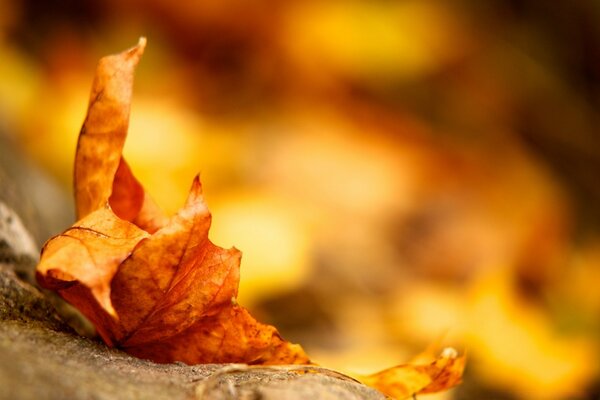 Feuille d érable d automne sur l herbe