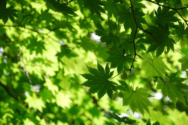 Summer forest surrounded by greenery