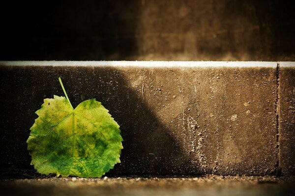 Una foglia giallo-verde caduta sul gradino