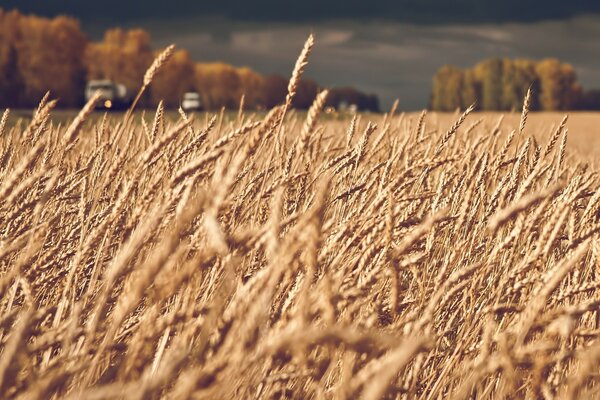 Nuvole di tempesta scure sopra il campo di grano