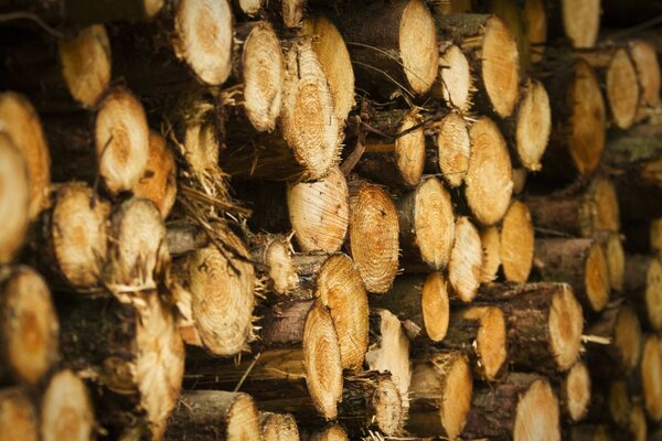 Logs. Felled trees. Firewood