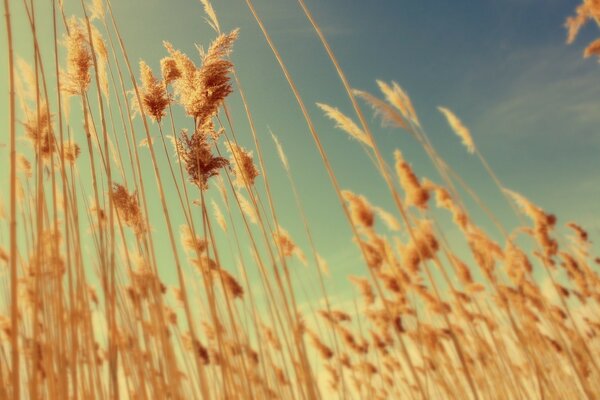 Autumn landscape of wheat against the sky