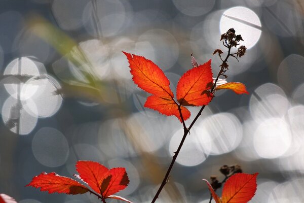 Vielfalt der Herbstflora im Wald