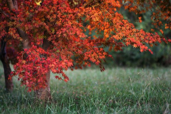 Contraste brilhante de vermelho e verde. Paisagem de outono