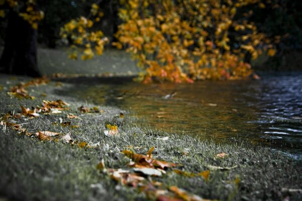 Follaje de otoño cerca del agua