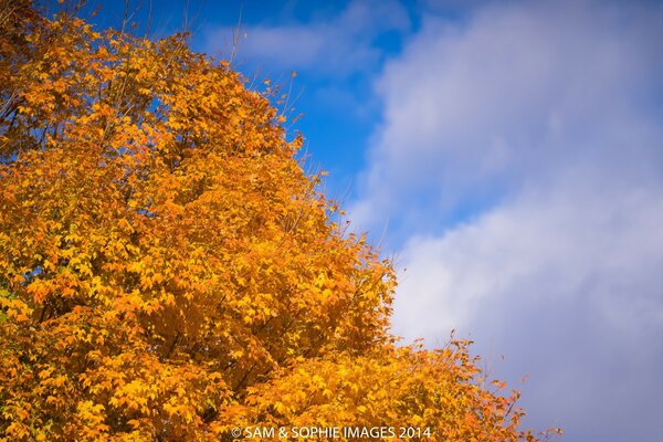 Colorful maple crowns in autumn