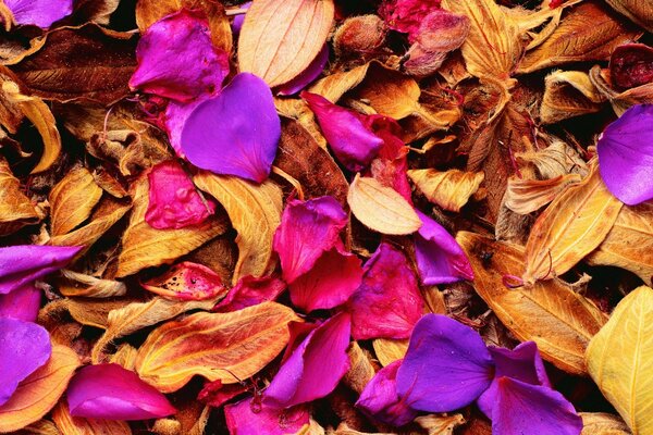 Fleurs flétries, pétales tombés