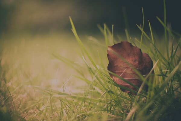 Herbstliches trockenes Blatt im grünen Gras