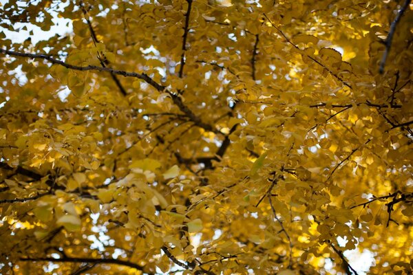 Automne doré, beauté