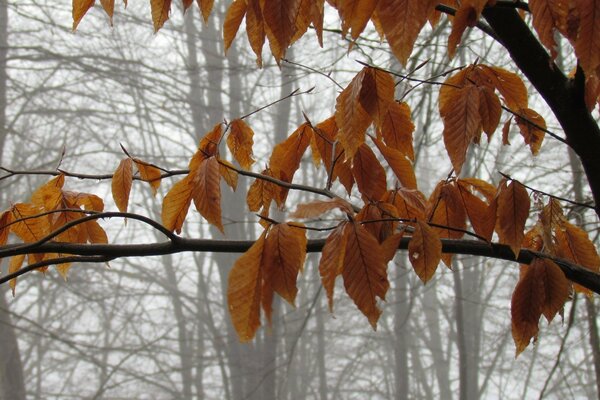 Fox yellow, posney in autumn