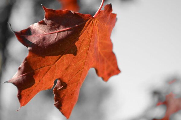 Rotes Ahornblatt im Wind. Bleihimmel