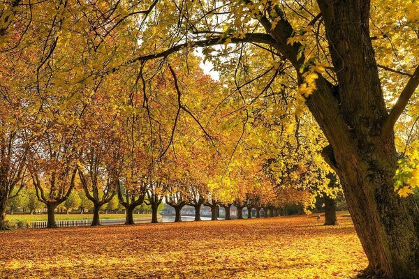 Temporada de otoño. Árbol de otoño con hojas