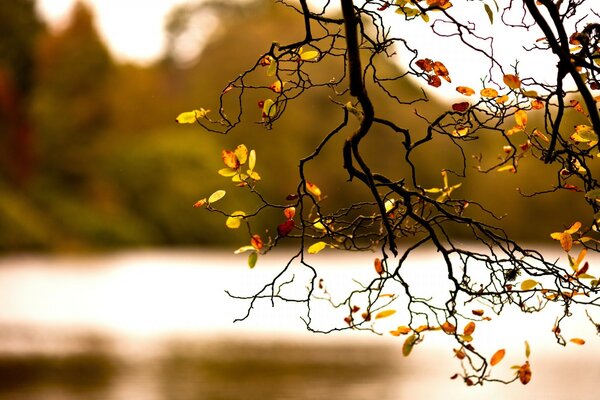 Hermosa foto de una rama de otoño