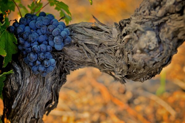 Racimo de uvas negras en el tronco