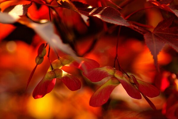 Fiery autumn days