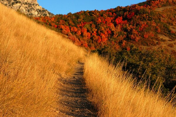 Autumn bright landscape in yellow and red tones