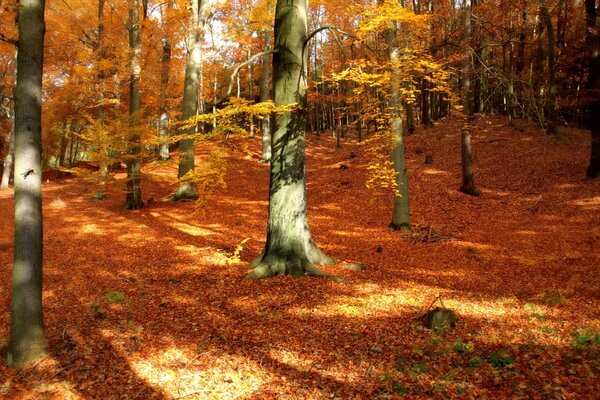 Herbst Baum. Herbstblatt