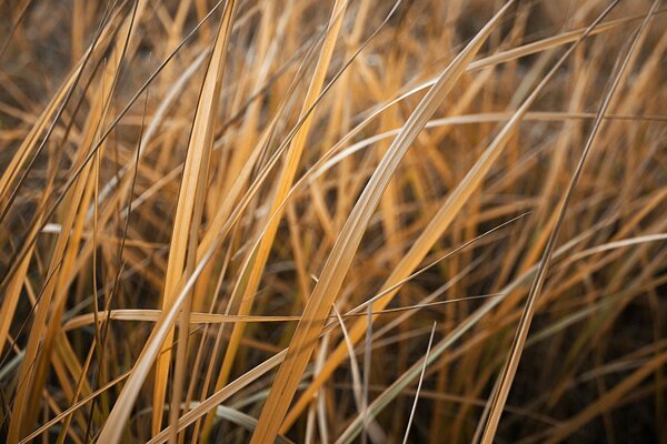 Erva seca no outono no campo. Grama amarela