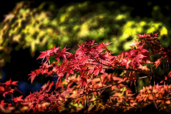 Herbstlaub in der Natur, am Baum