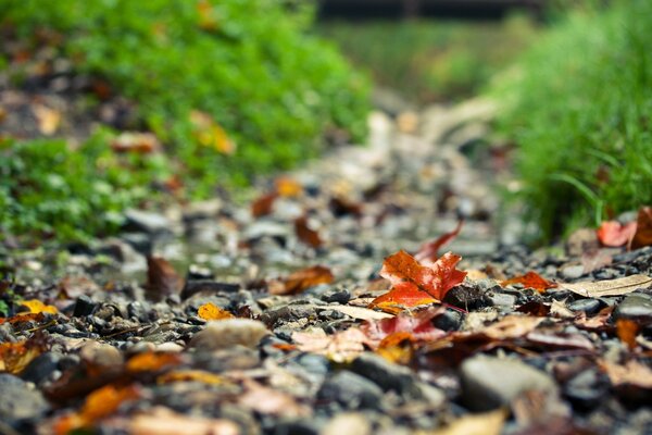 Camino de piedra con hojas de otoño