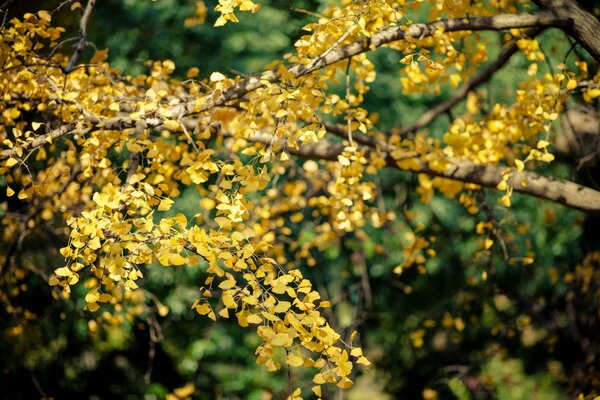 Herbstbaum Zweig Nahaufnahme