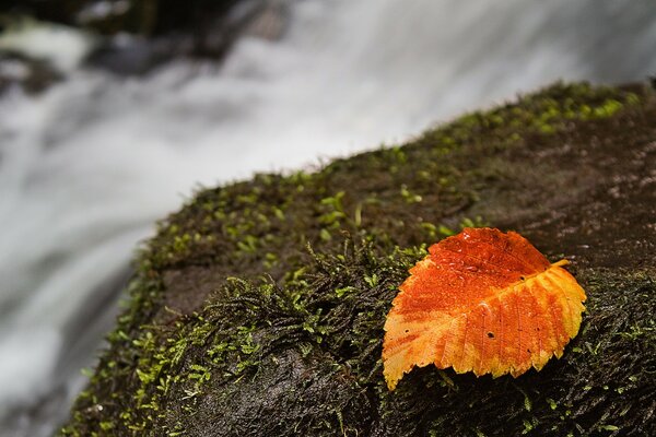 Delicious, moss and leaf